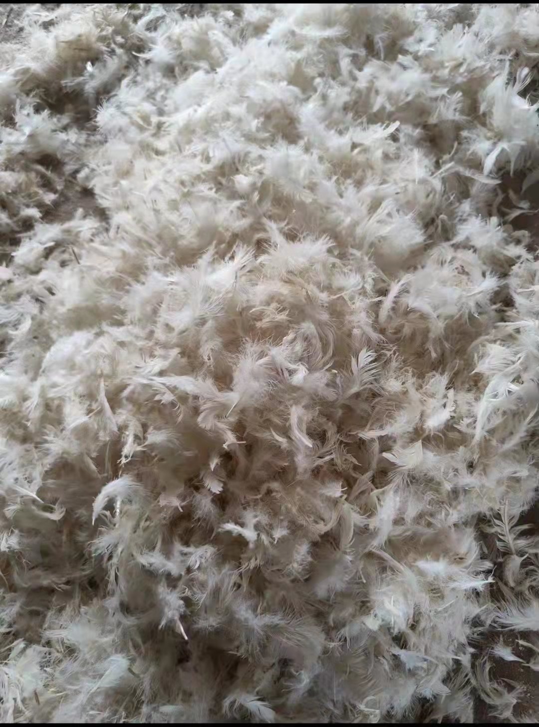 Pabrik Bulu Bebek